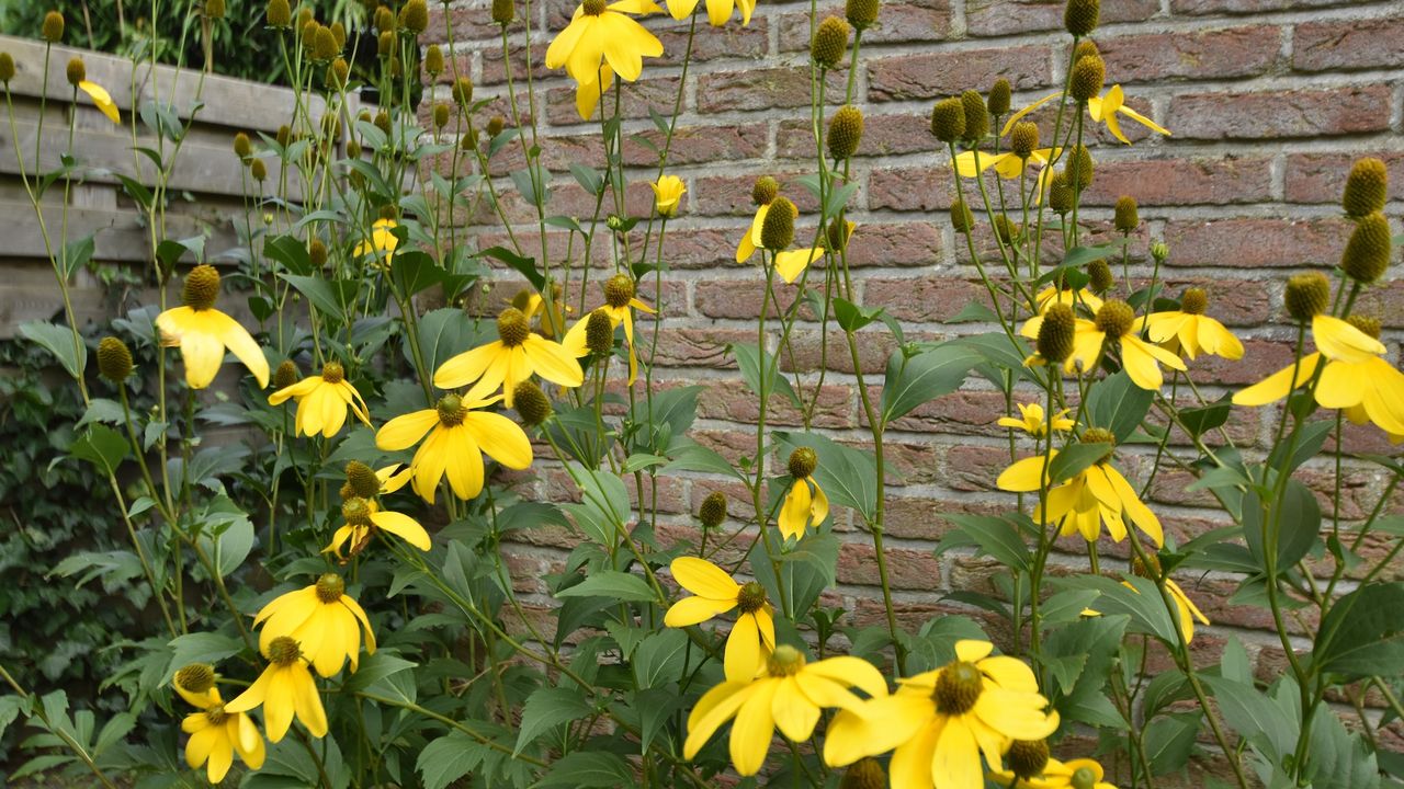 GardenSummer GardenSummer